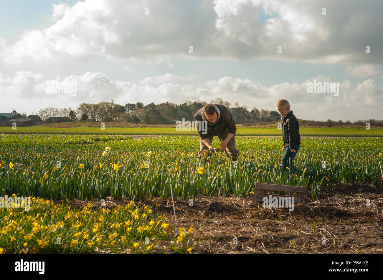 Papà e figlio che lavorano insieme su flowerfields in North-Holland su un nuvoloso giorno di primavera. Il ragazzo si preannuncia come l'uomo raccoglie e lega il narciss giallo Foto Stock