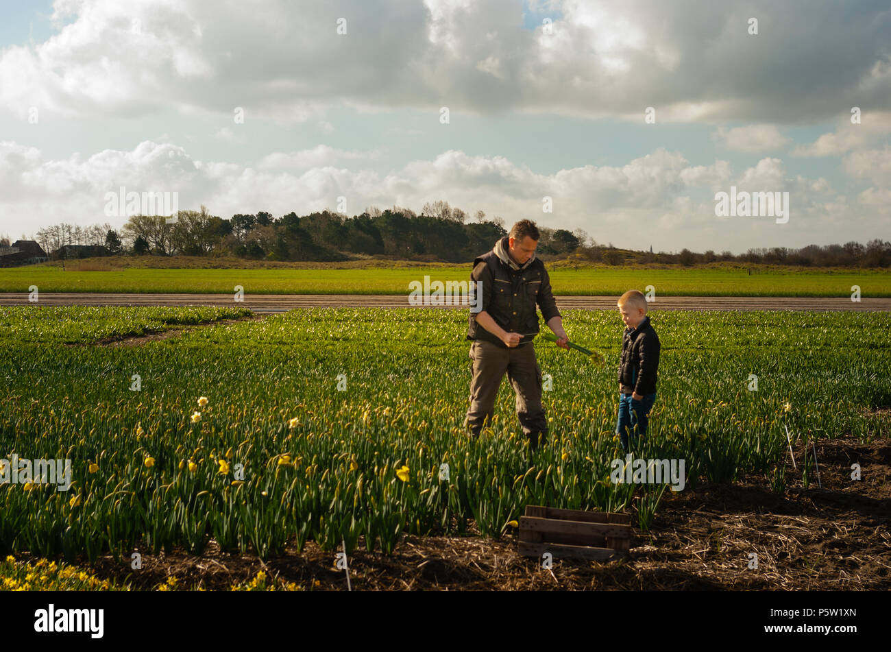 Papà e figlio che lavorano insieme su flowerfields. Il ragazzo si preannuncia come l'uomo raccoglie e lega il giallo narcisses in mazzi. Egmond Binnen Foto Stock