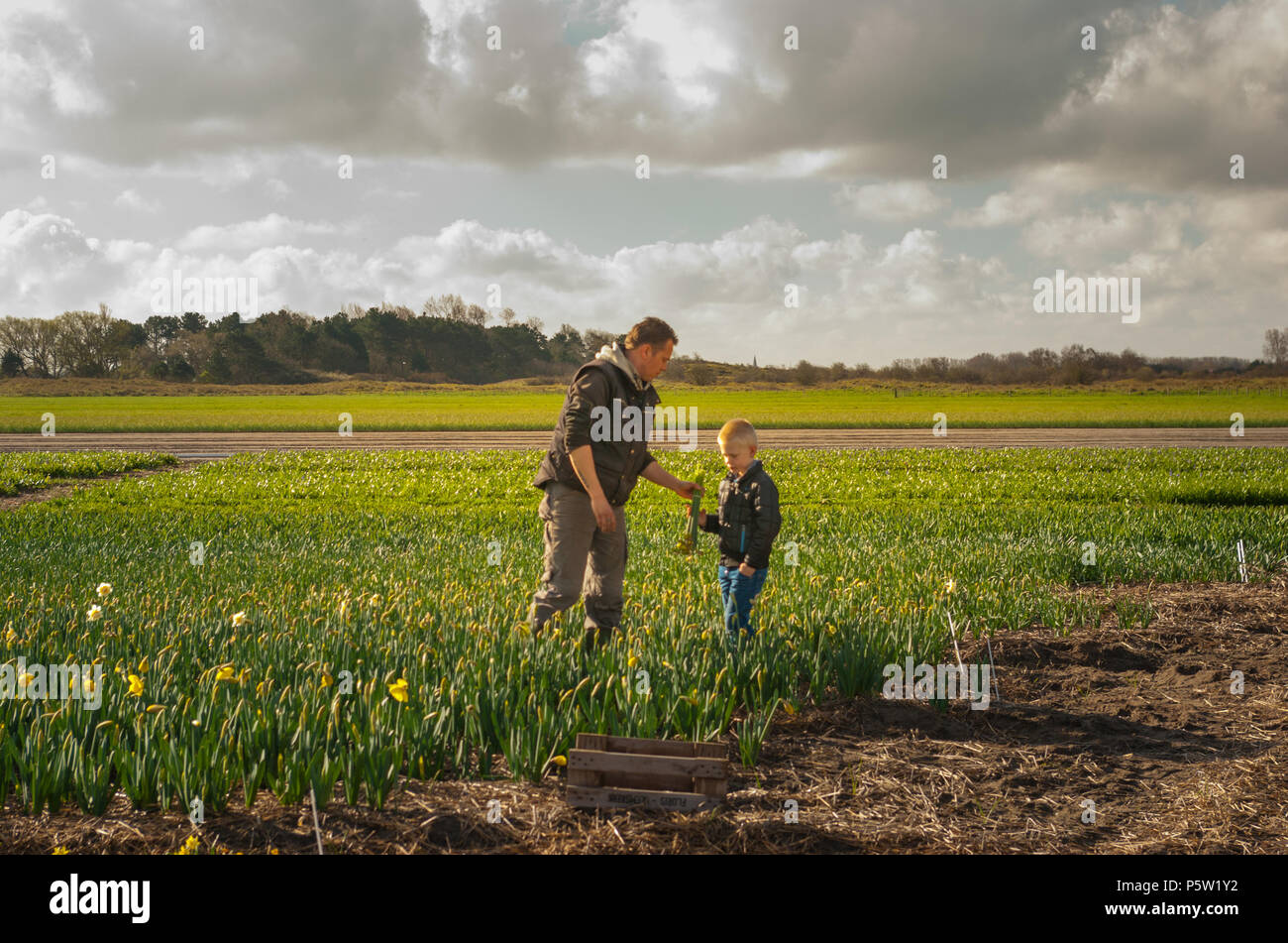 Papà e figlio che lavorano insieme su flowerfields in North-Holland su un nuvoloso giorno di primavera. Uomo di consegnare un mazzetto di giallo narcisses al figlio Foto Stock