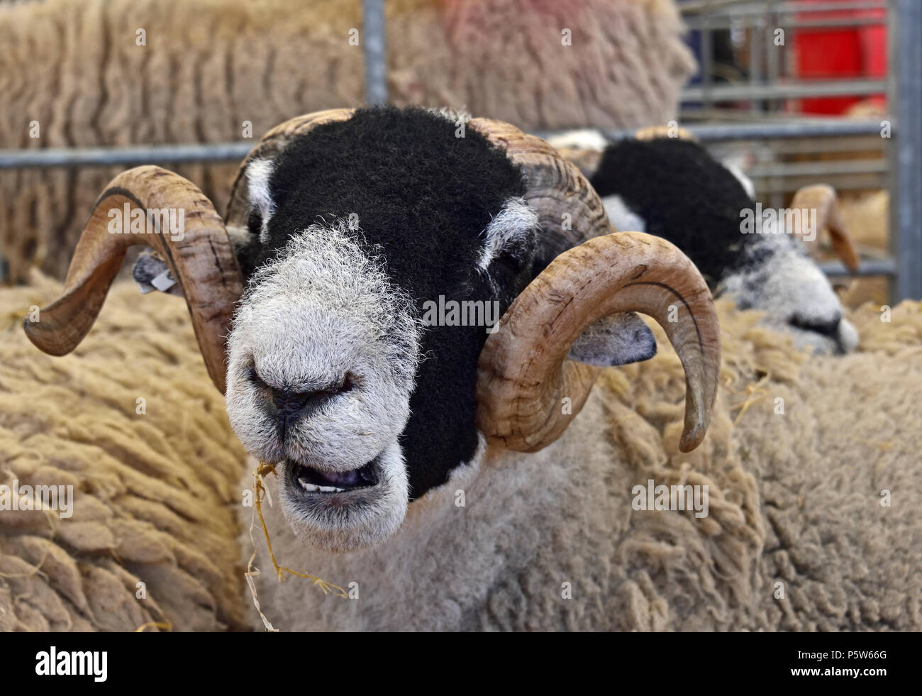 Swaledale pecore nella penna. Royal Highland Show 2018, Ingliston, Edimburgo, Scozia, Regno Unito, Europa. Foto Stock