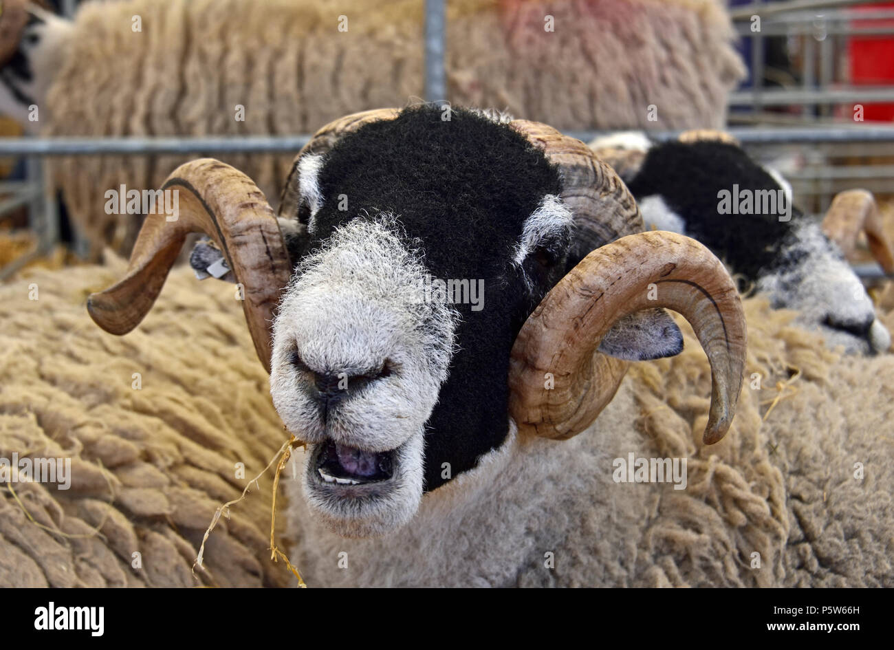 Swaledale pecore nella penna. Royal Highland Show 2018, Ingliston, Edimburgo, Scozia, Regno Unito, Europa. Foto Stock