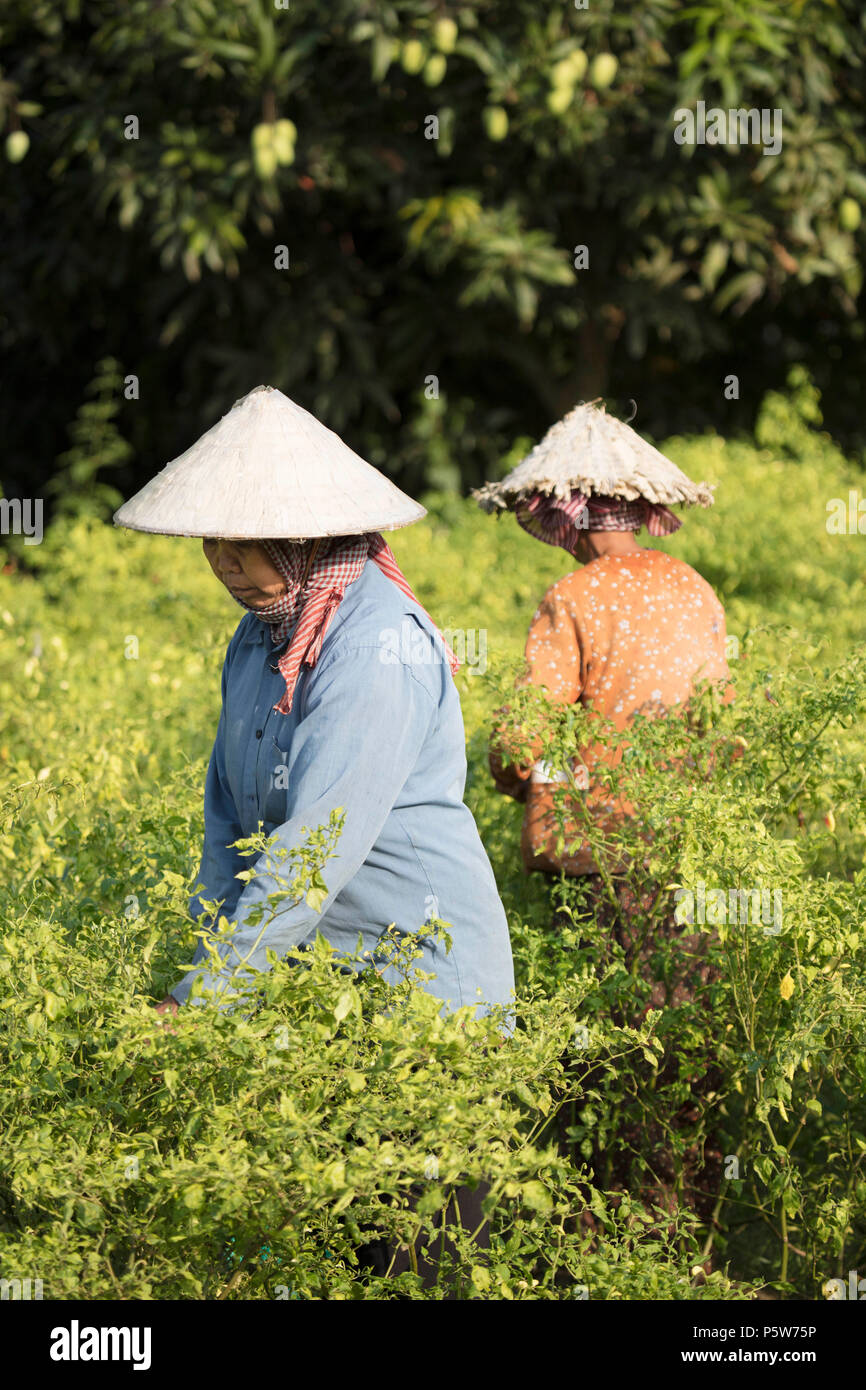 La popolazione locale in cappelli conici picking peperoncino in un campo in Cambogia Foto Stock