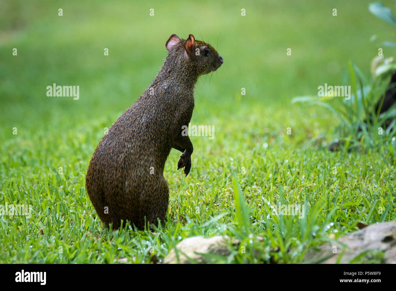 America centrale aguti Dasyprocta punctata animale della fauna selvatica Foto Stock