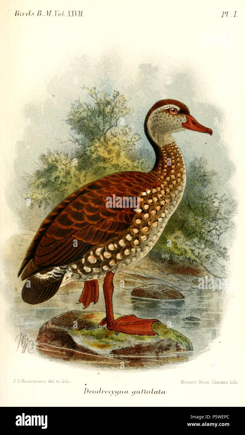 N/A. Dendrocygna guttulata = Dendrocygna guttata avvistato un sibilo Duck . 1895. John Gerrard Keulemans (1842-1912) nomi alternativi Johannes Gerardus Keulemans; J. G. Keulemans Descrizione ornitologo olandese e artista Data di nascita e morte 8 Giugno 1842 29 dicembre 1912 Luogo di nascita e morte Rotterdam London Authority control : Q1335286 VIAF:42113661 ISNI:0000 0000 6313 981X ULAN:500041975 LCCN:N98083374 NLA:35268760 WorldCat 435 DendrocygnaGuttulataKeulemans Foto Stock
