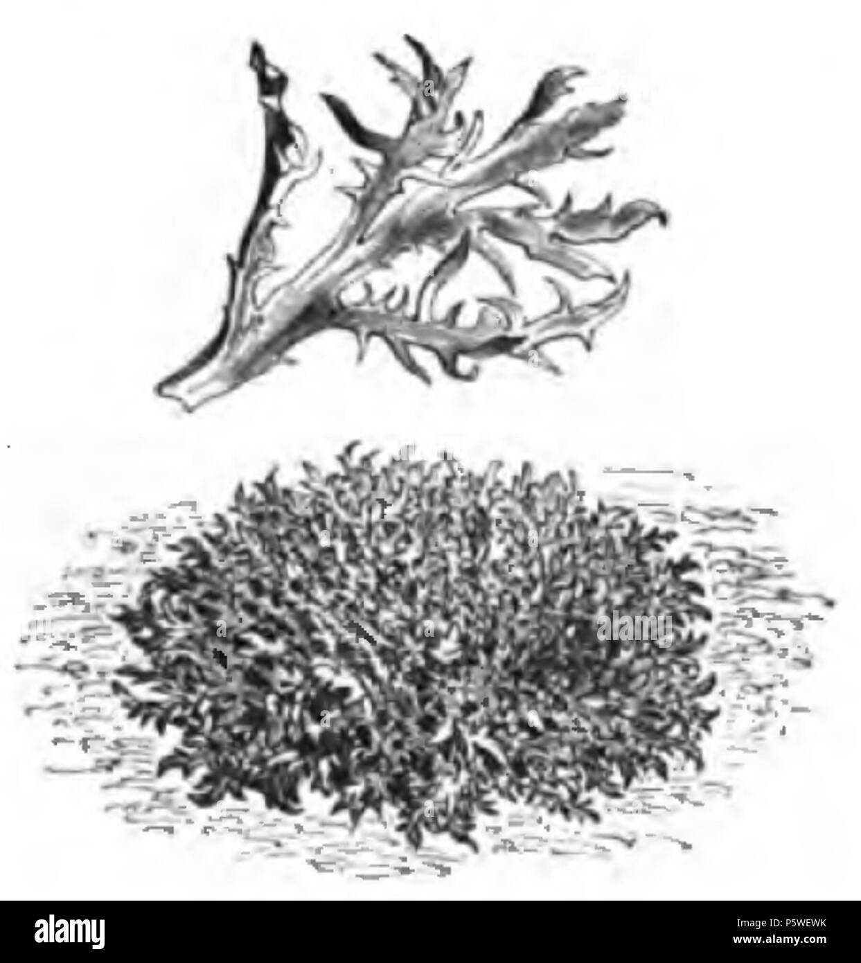 338 Chicorée de Louviers Vilmorin-Andrieux 1883 Foto Stock