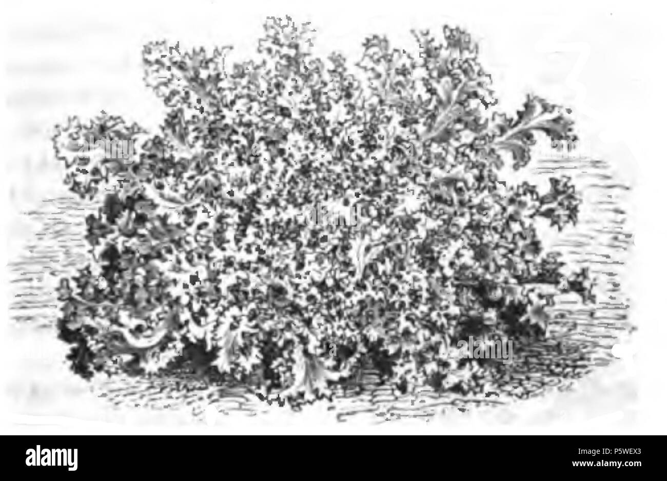 338 Chicorée frisée de Ruffec Vilmorin-Andrieux 1883 Foto Stock