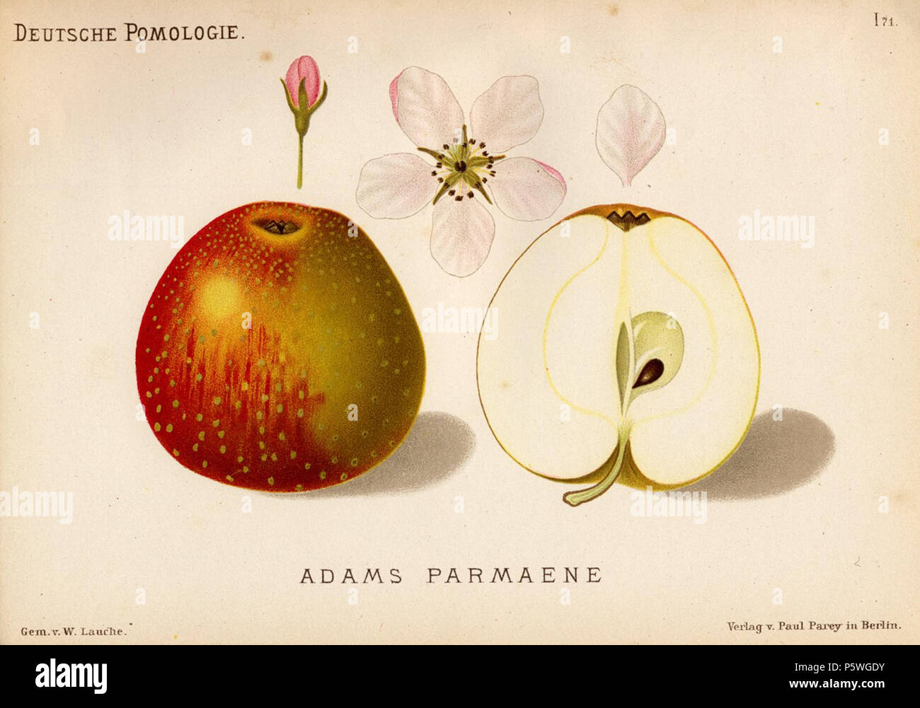 N/A. Inglese: Illustrazione 71 dalla Deutsche Pomologie - Aepfel cultivar di Apple mostrato: Adams Parmaene . tra 1882 e 1883. Wilhelm Lauche (1827-1883) nomi alternativi Lauche Descrizione botanico tedesco horticulturalist pomologist, Data di nascita e morte 1827 1883 Luogo di nascita Gartow sede di lavoro in Germania. Per la maggior parte di Erfurt, Hannover, e Potsdam competente controllo : Q73819 VIAF:25384317 ISNI:0000 0001 0880 8344 botanico:Lauche Aprire Libreria:OL5362022A GND:117606367 445 Deutsche Pomologie - Aepfel - 071 Foto Stock