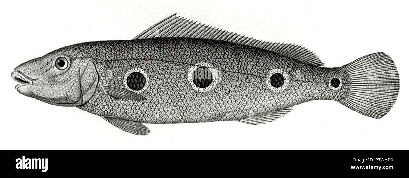 348 Cichla orinocensis Foto Stock