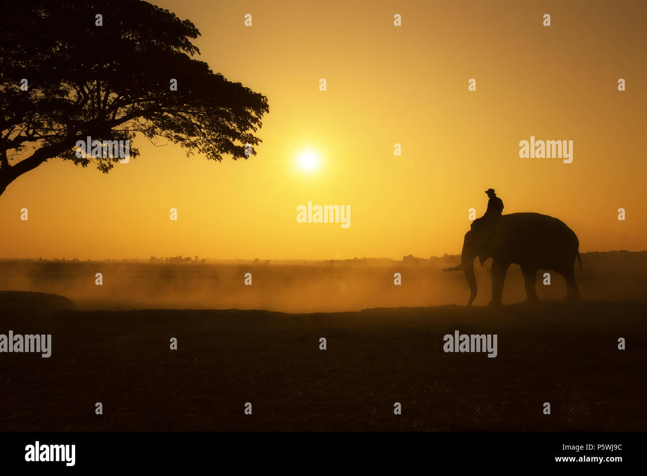Ora d'oro del mahout e silhouette di elefante in campo mattina tempo questa la vita dei popoli nel villaggio di Chang della provincia di Surin, Thailandia. La tradizione li Foto Stock