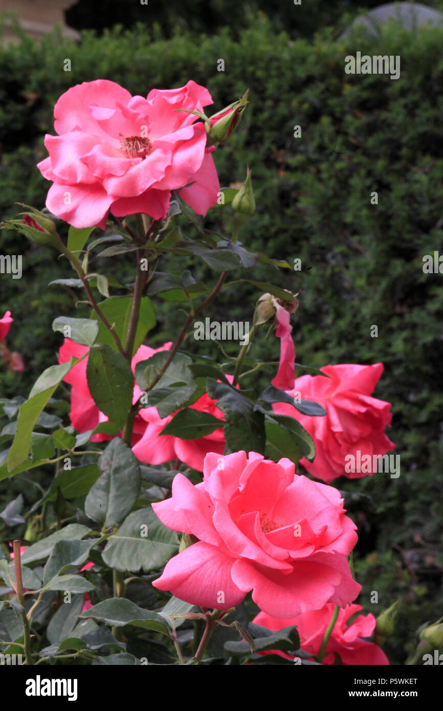 Austria, Vienna, Schšnbrunn Palace, giardino, fiori, rose, Foto Stock