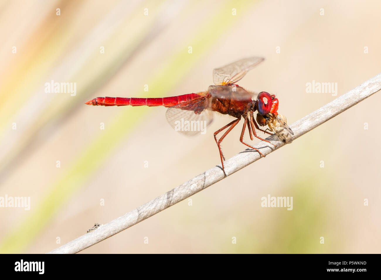 Libellula rossa (Crocothemis erythraea) mangiando un altro insetto Foto Stock