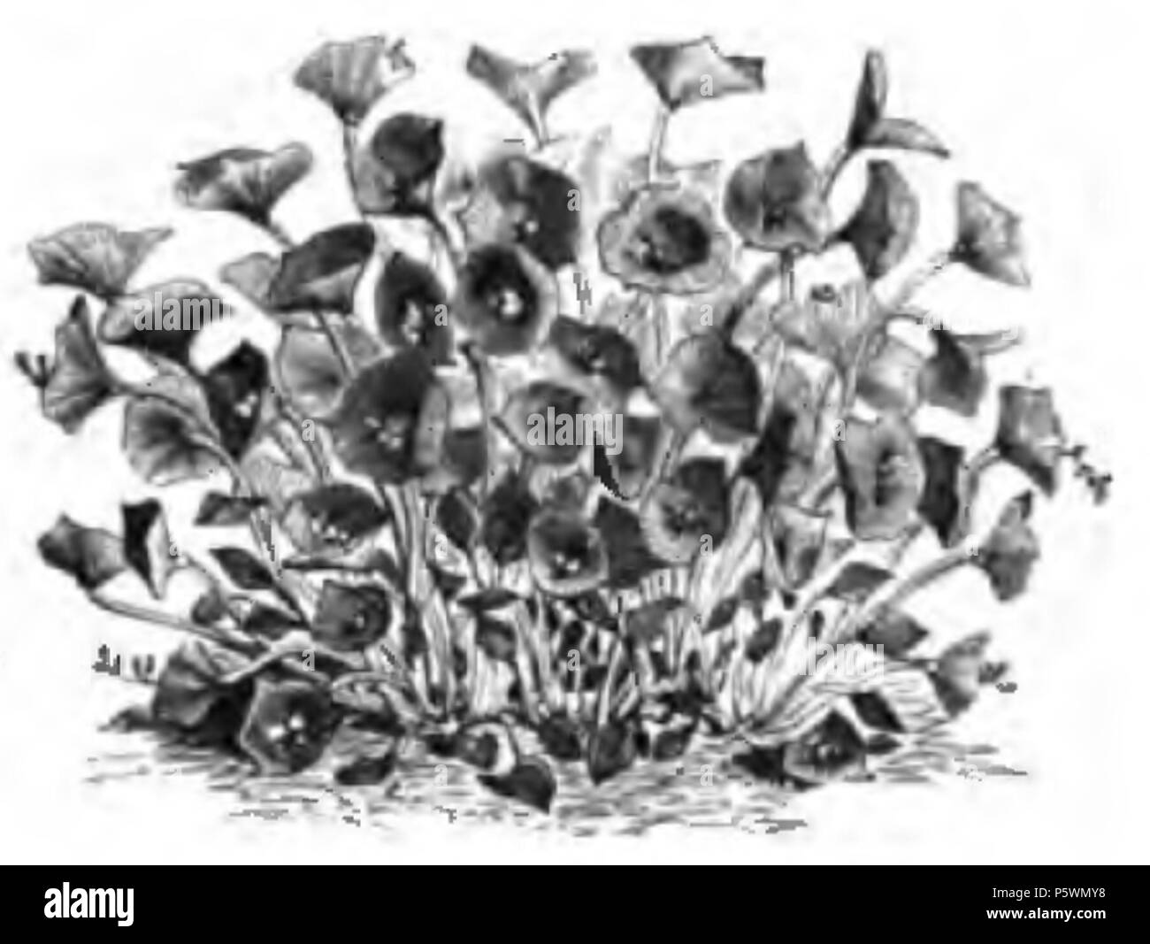 352 Claytone perfoliée Vilmorin-Andrieux 1883 Foto Stock