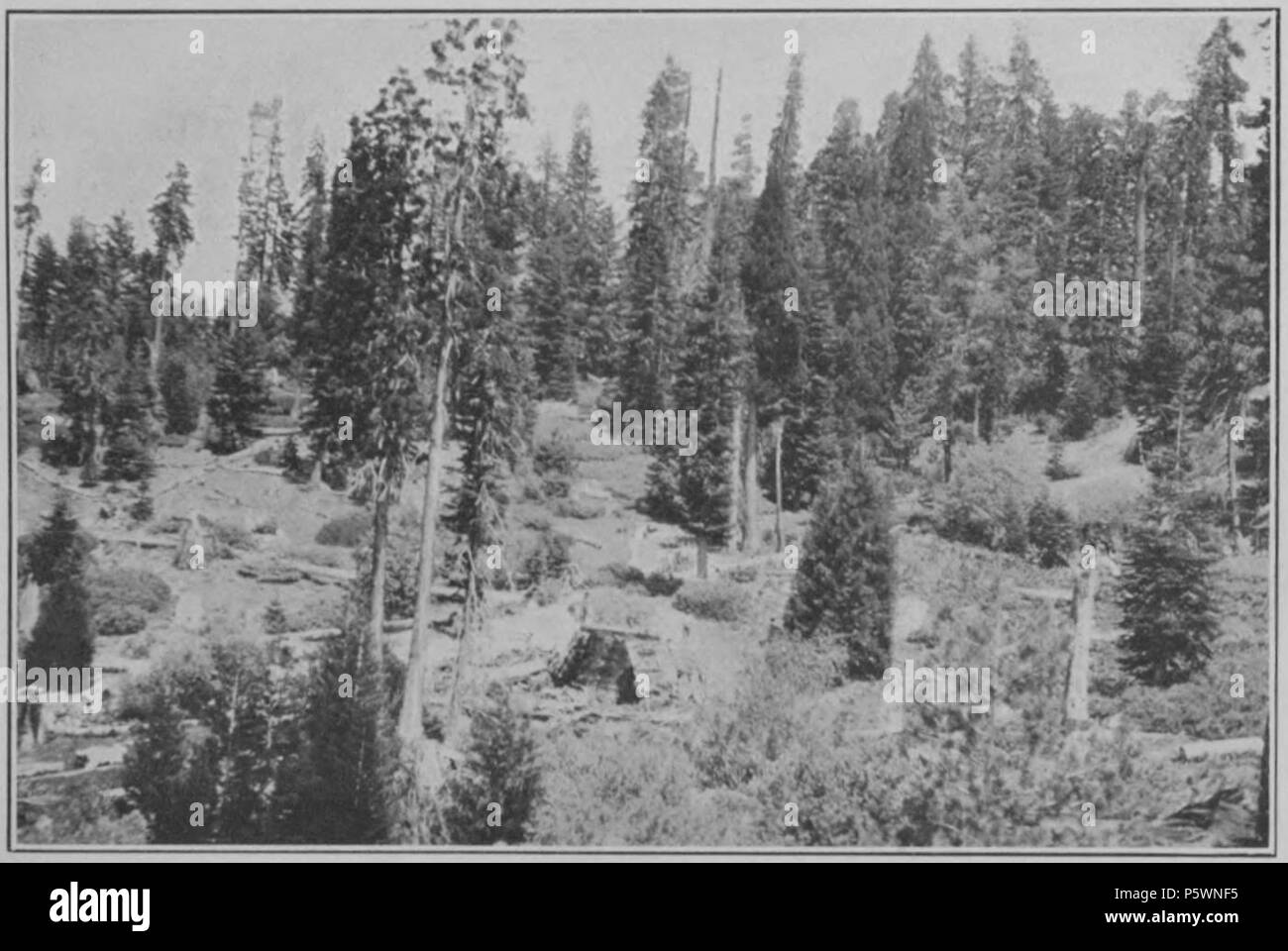 N/A. Inglese: piastra 6B.-sito di struttura più antica, Converse paranco: D-21, età 3200 anni. 1919. Andrew Ellicott Douglass 353 cicli climatici e Tree-Growth piastra 6B Foto Stock