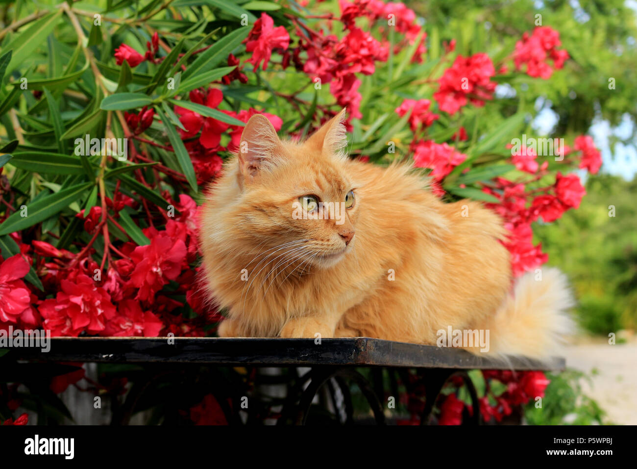 Semi longhaird gatto domestico, angora mix, giacente su di un tavolo di fronte a fioritura oleandro Foto Stock