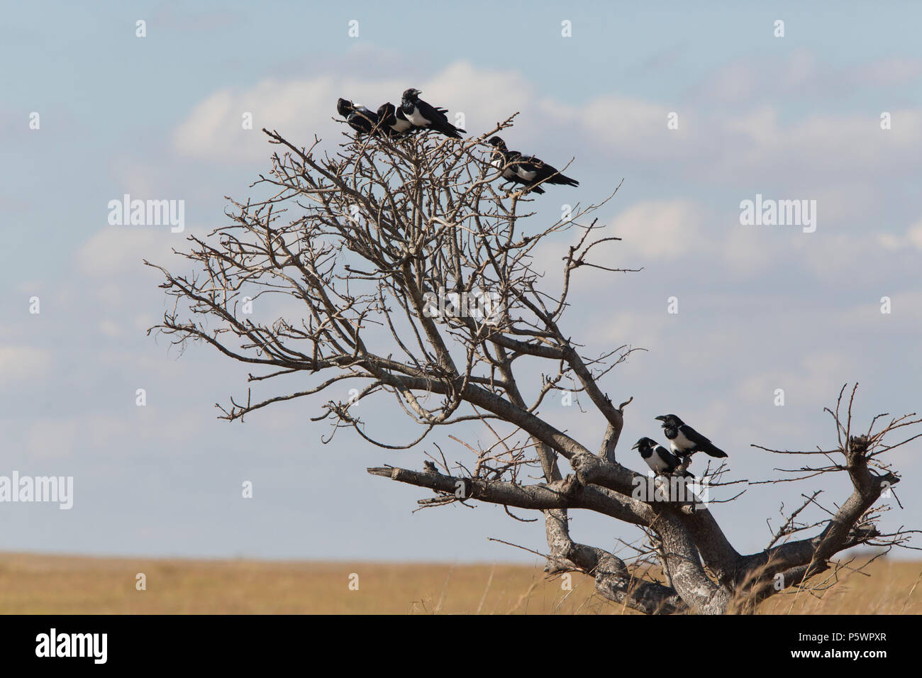 Madagascan Pied Crows appollaiato in una struttura ad albero Foto Stock