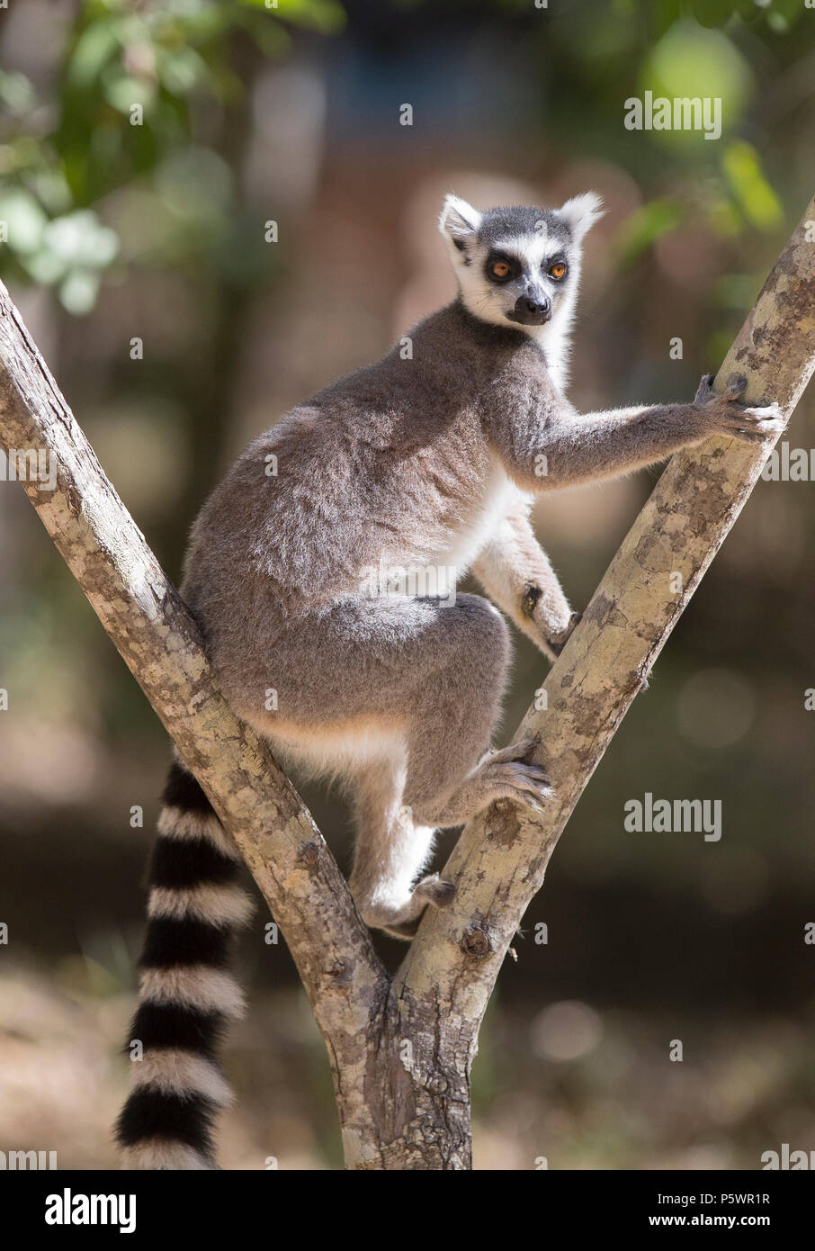 Anello-tailed lemur, Madagascar Foto Stock