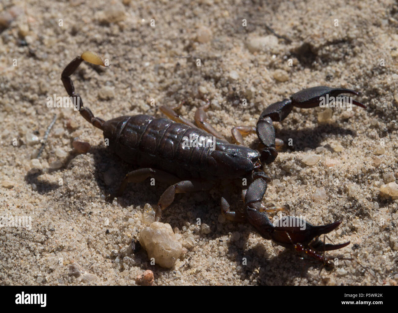Madagascan scorpion Foto Stock