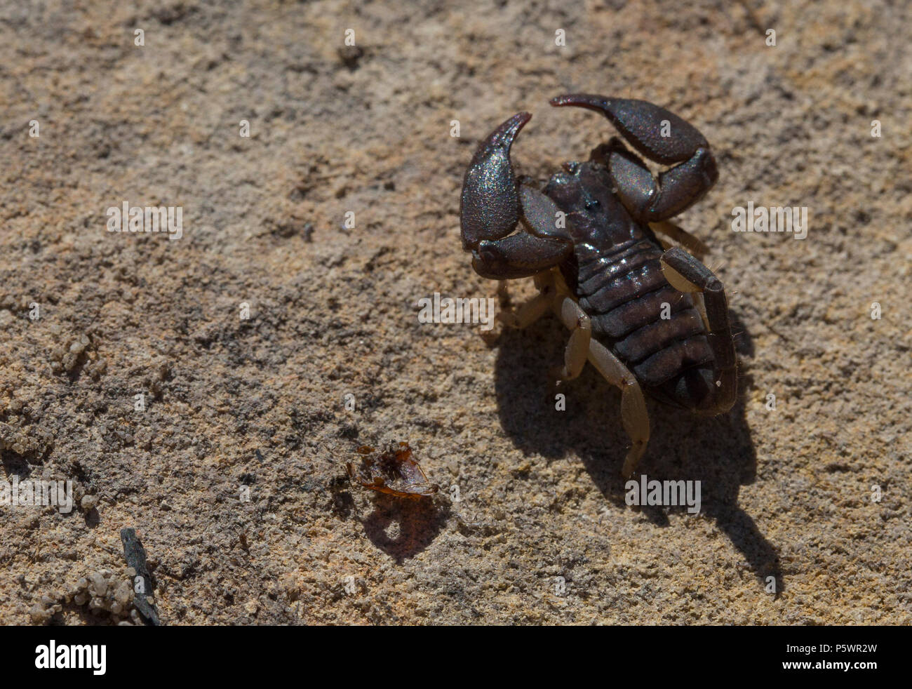 Madagascan scorpion Foto Stock
