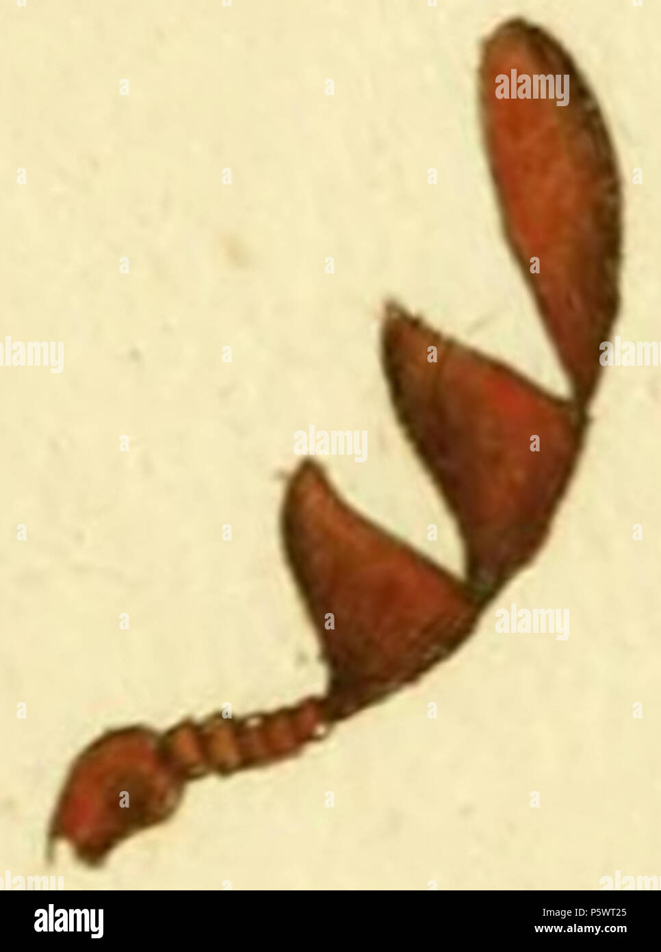 466 DorcatomaPanzer Foto Stock