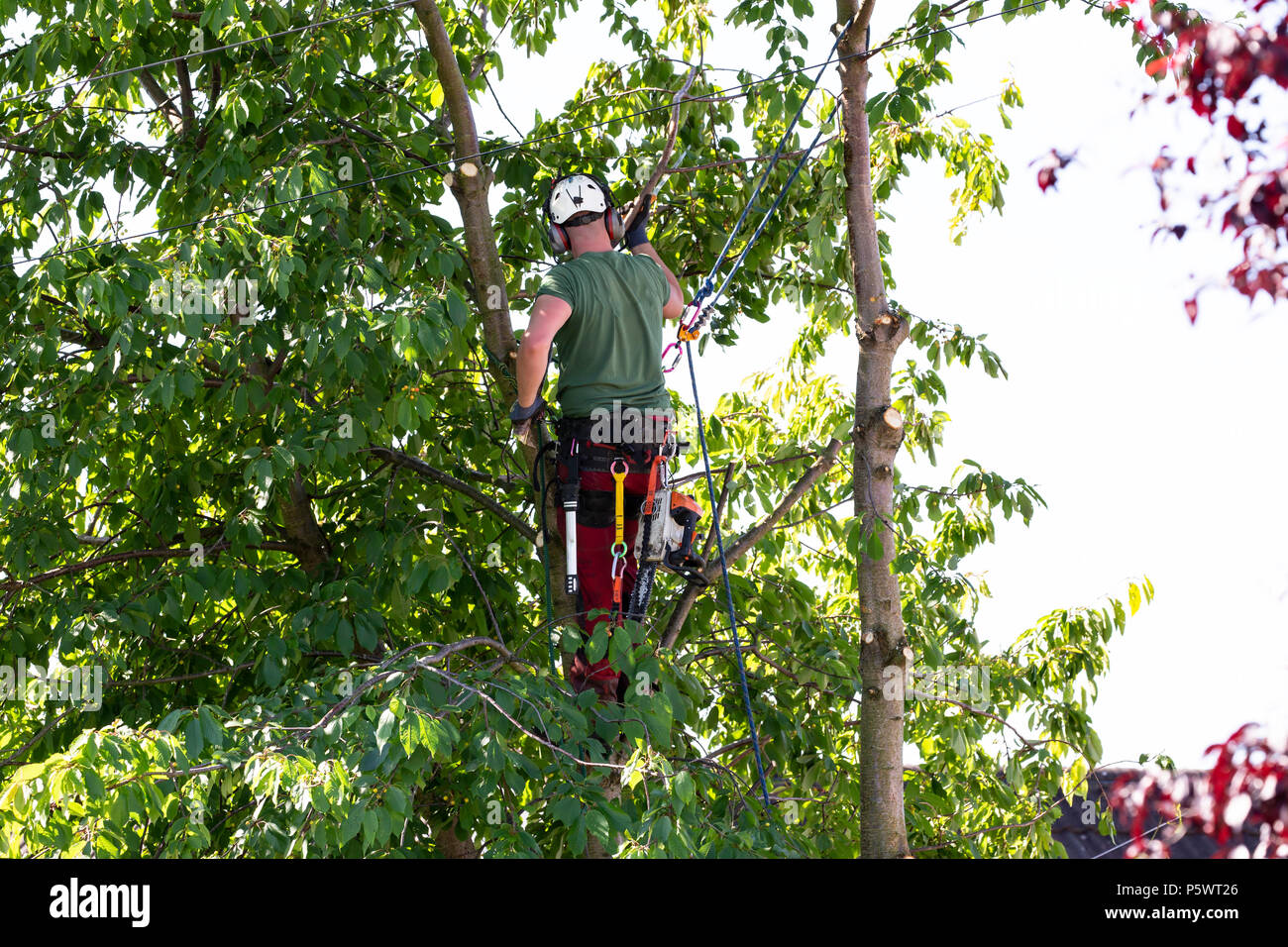 Tree chirurgo nel processo di abbattimento di un grande albero e utilizzando dispositivi di sicurezza omologati Foto Stock