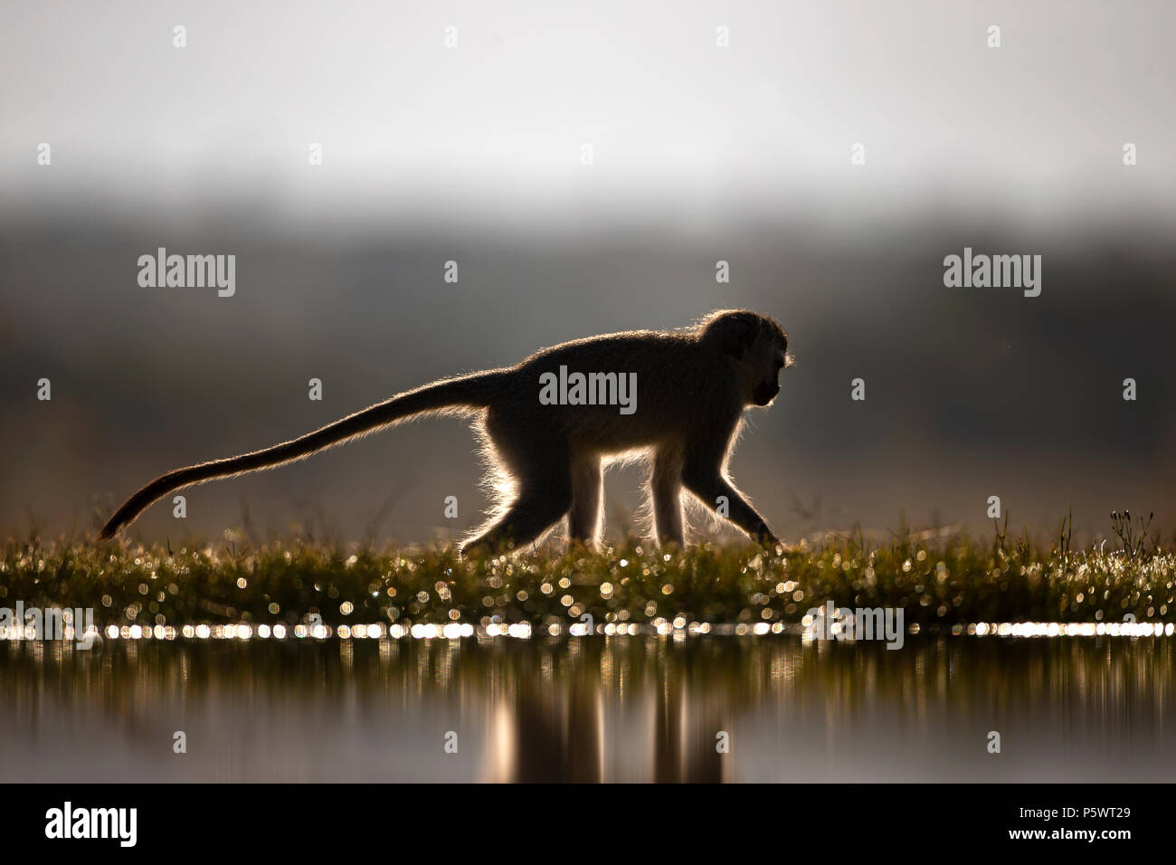 Vervet monkey Cercopithecus pugerthrus rim fine al tramonto camminando attraverso il bordo di una laguna Foto Stock