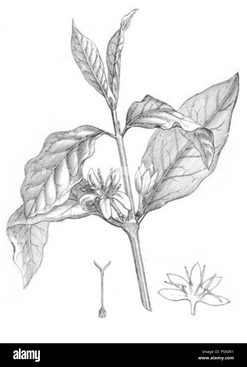 N/A. Illustrazione di Coffea arabica 230 (Coffea arabica L., caffè Arabica) da un supplemento alla botanica medica o, PARTE SECONDA : piastre di contenimento con descrizioni della maggior parte delle principali piante medicinali non inclusi nella materia medica della collegiata farmacopee di Londra ed Edimburgo : accompagnati con un dettaglio circostanziali dei loro effetti medicinali e delle malattie in cui essi sono stati impiegati con successo da William Sir Alfred Hitchcock . 1794. James Phillips 364 Coffea arabica 230-grigio-ritagliato Foto Stock