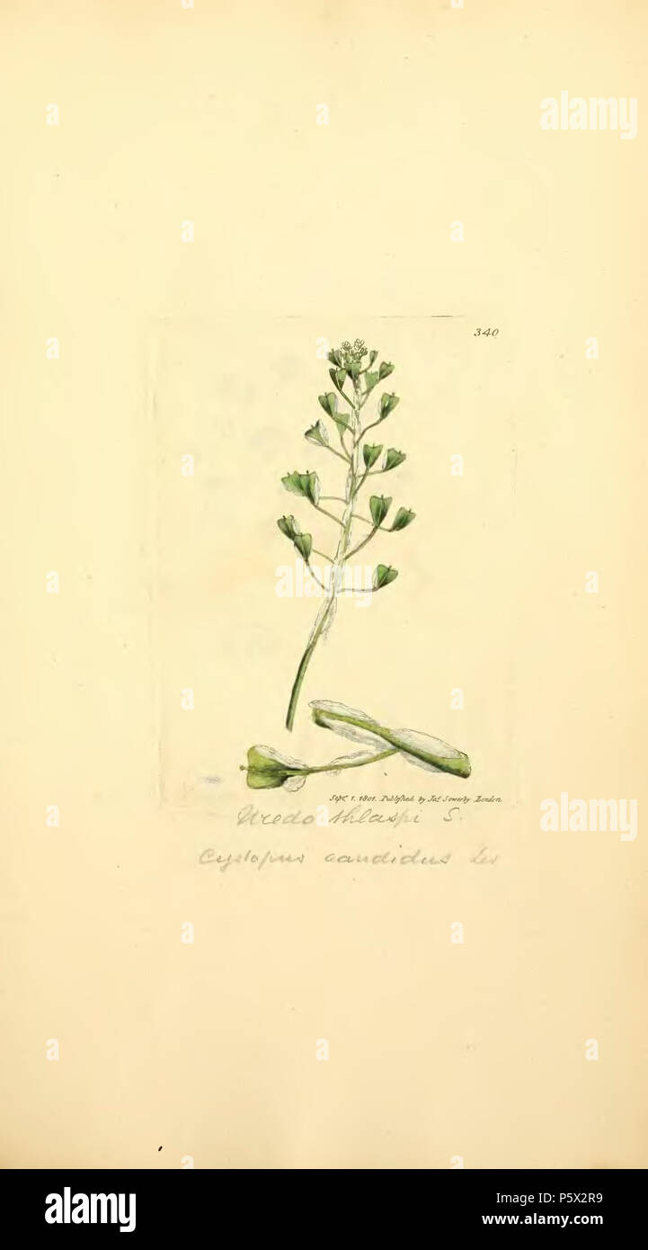370 figure colorate di inglese funghi o funghi - t. 340 Foto Stock