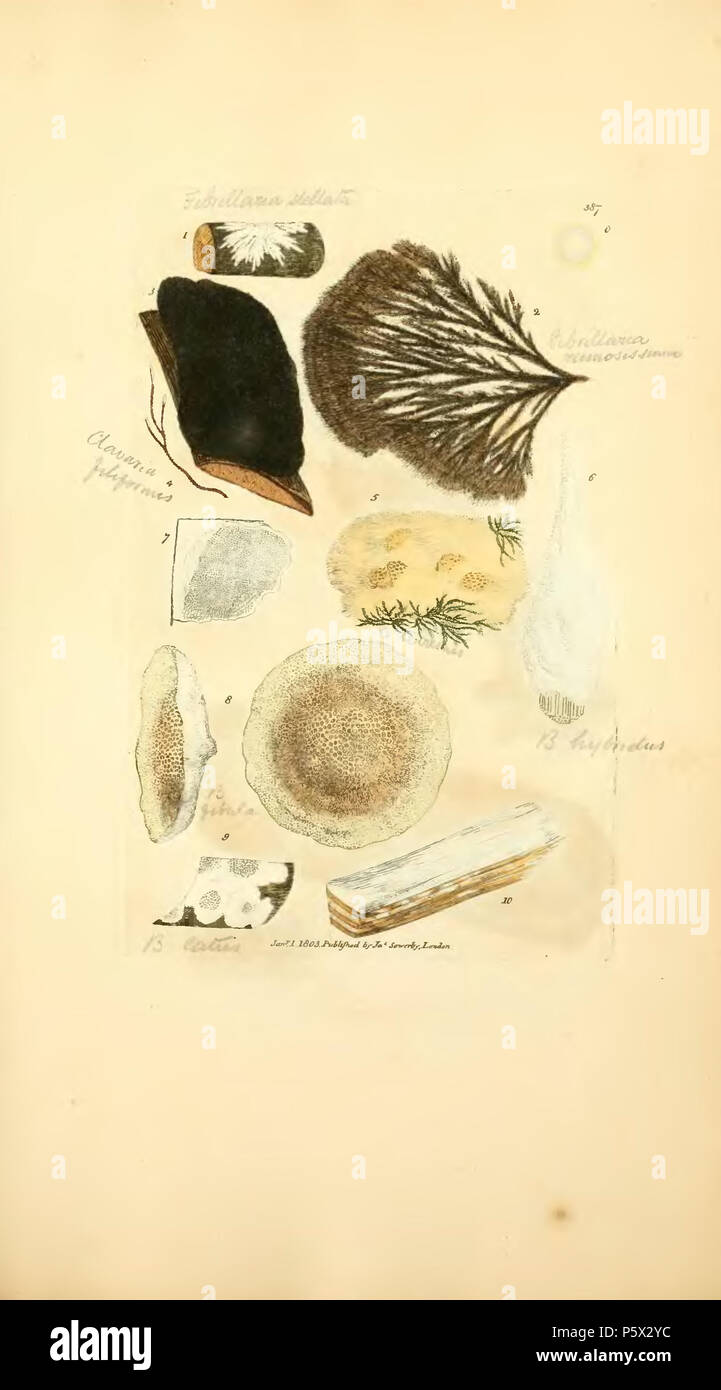 370 figure colorate di inglese funghi o funghi - t. 387 Foto Stock