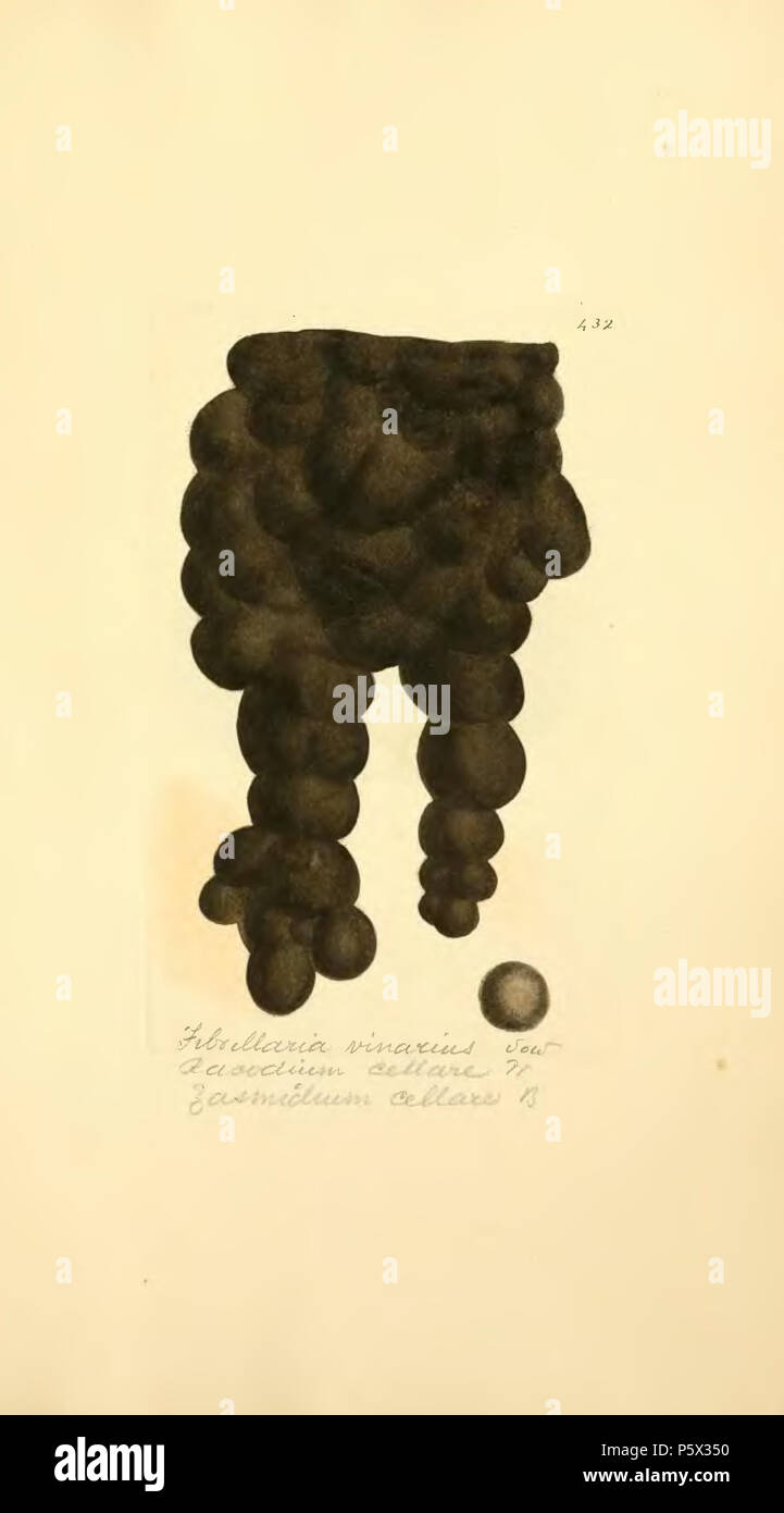 370 figure colorate di inglese funghi o funghi - t. 432 Foto Stock