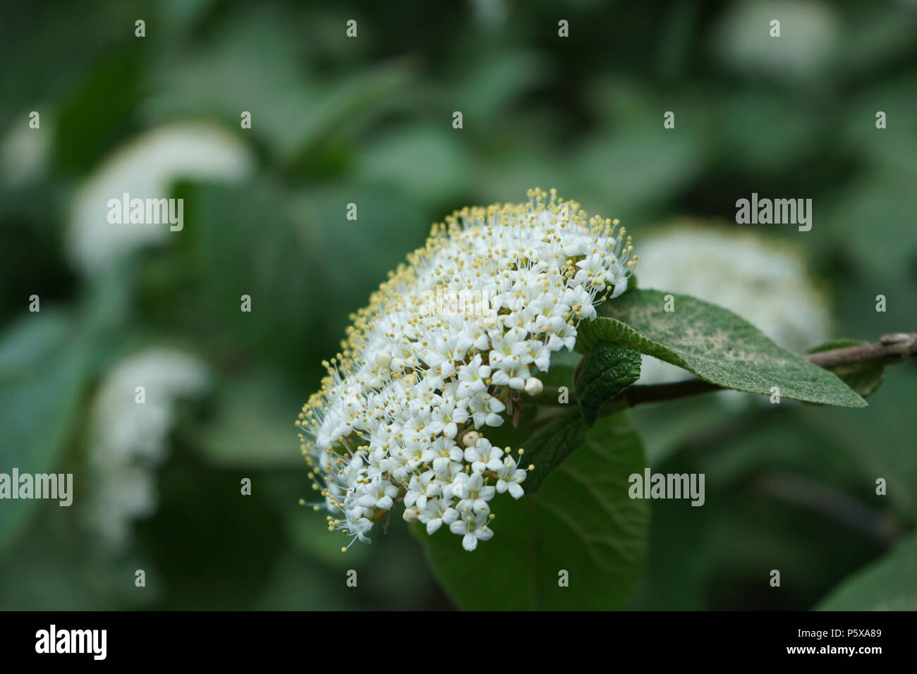 Wolliger Schneeball (Viburnum lantana), Blüte Foto Stock