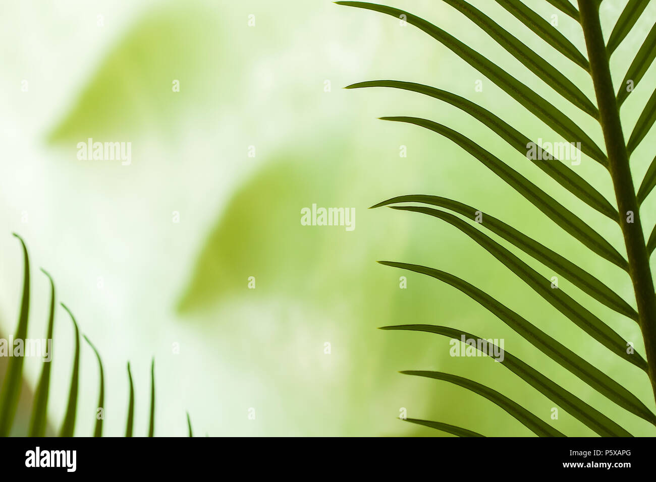 Primo piano di giovani foglie di palmo in varie sfumature di verde, idea per gli sfondi Foto Stock