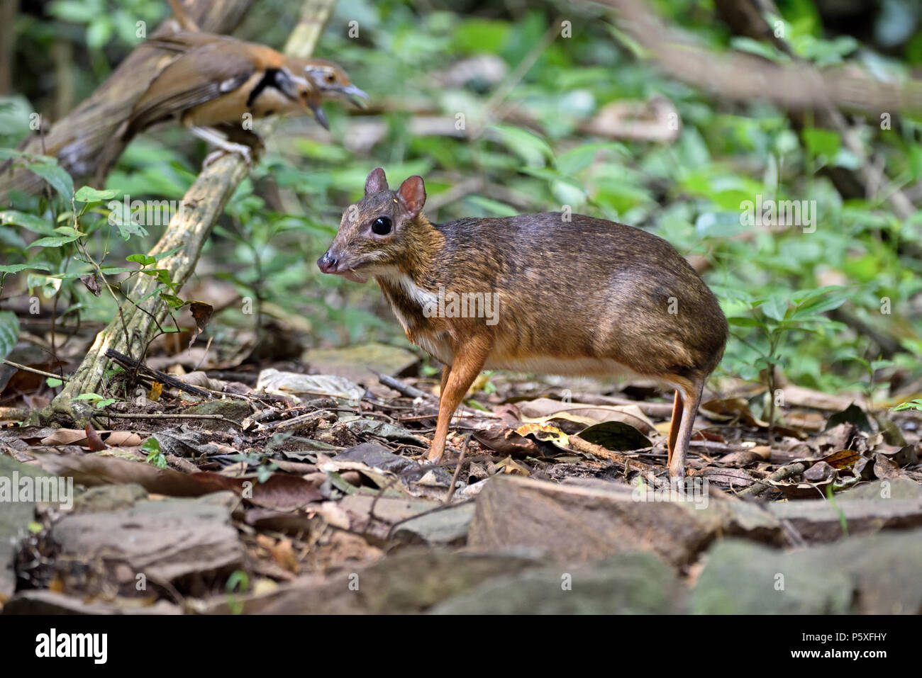 Un timido Lesser Mouse Deer (Tragulus kanchil) sul suolo della foresta in Kaeng Krachan nell ovest della Thailandia Foto Stock