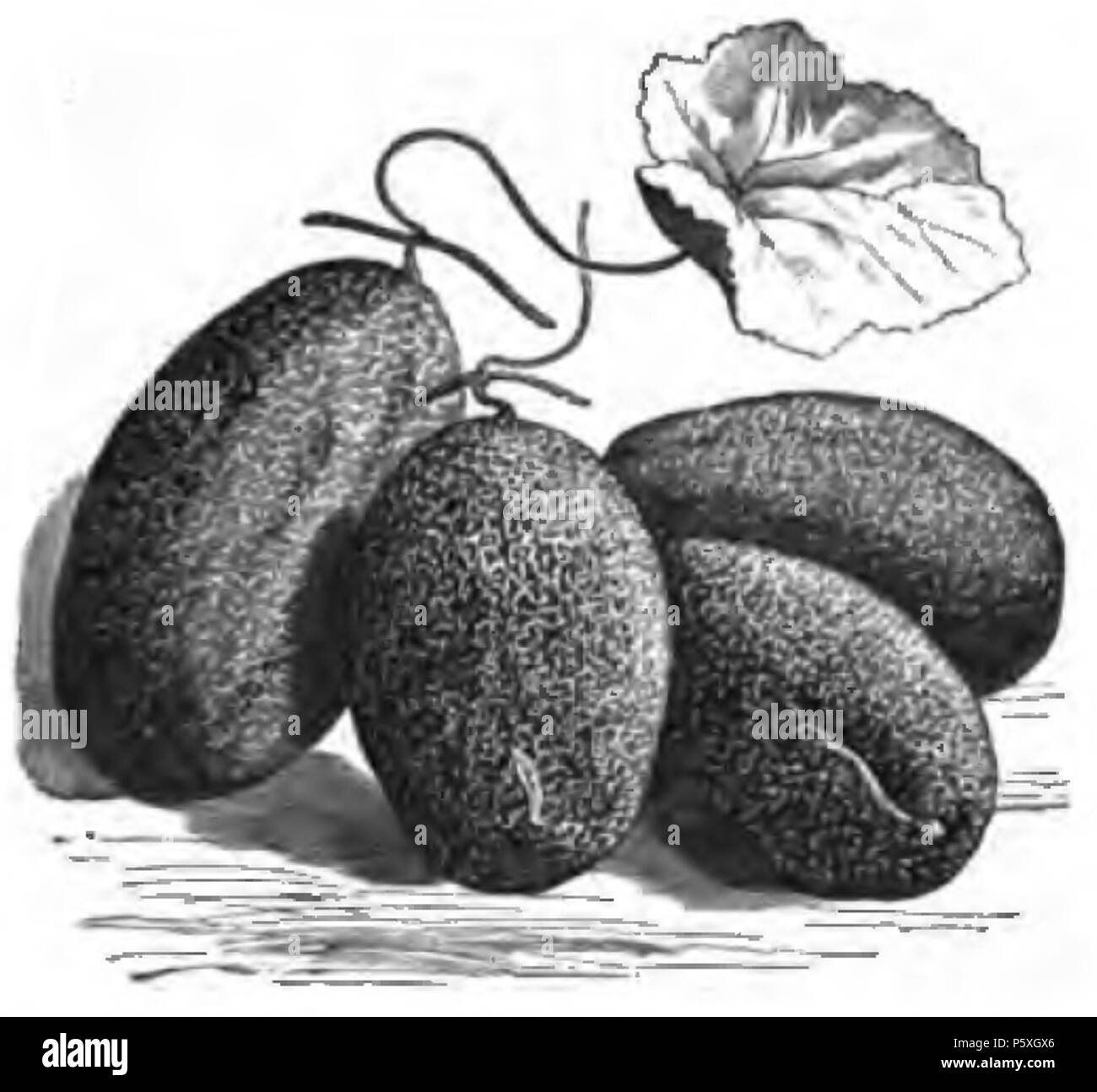 374 Concombre brodé de Russie Vilmorin-Andrieux 1883 Foto Stock
