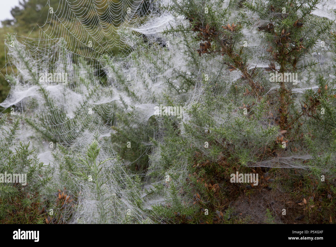 Migliaia di ragni veli coprire gorse boccole a Glendalough nella contea di Wicklow, Irlanda Foto Stock