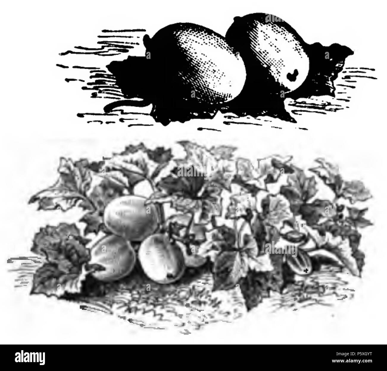 374 Concombre de Russie Vilmorin-Andrieux 1883 Foto Stock