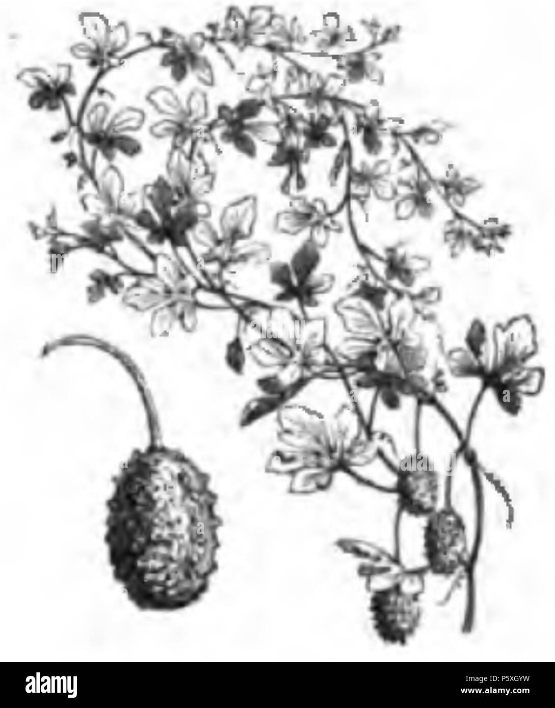 374 Concombre des Antilles Vilmorin-Andrieux 1883 Foto Stock