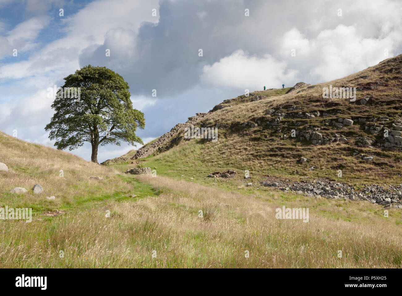 Gap di sicomoro, iconico lone tree sul vallo di Adriano percorso. Parco nazionale di Northumberland Foto Stock