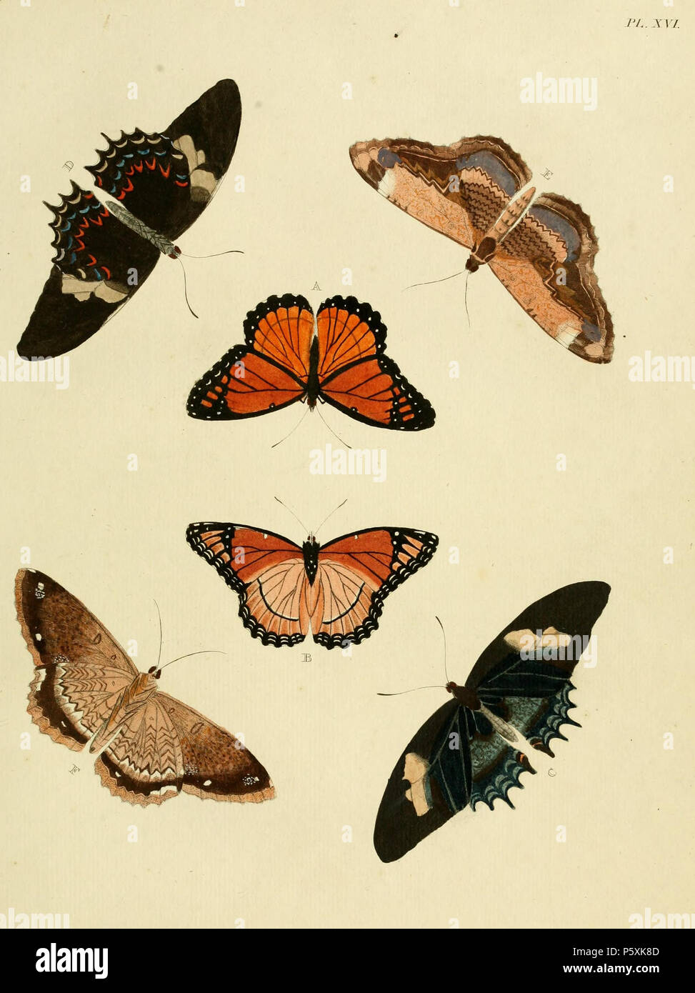 N/A. Piastra XVI A, B '(Papilio) Archippus' ( = plexippus Danaus plexippus, vedere Funet ) C, D: '(Papilio) Androgeus' ( = Papilio androgeus). Iconotype E, F: '(Phalaena) Marmorides' ( = Letis marmorides , vedere zipcodezoo.com e foto a www.globaltwitcher.com) Iconotype . 1779. Pieter Cramer (1721 - 1776) e Caspar Stoll (tra 1725 e 1730 - 1791) 388 Cramer&amp;Stoll-uitlandsche kapellen vol. 1- La piastra 016 Foto Stock