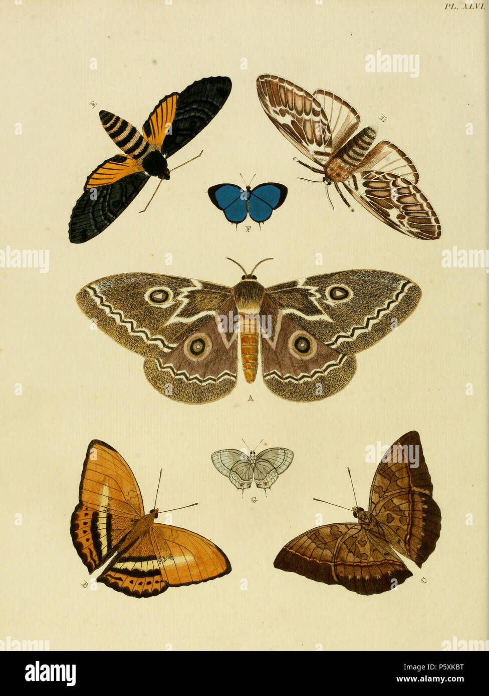 N/A. Piastra XLVI A: '(Phalaena) Tyrrhea' ( = forse Gonimbrasia tyrrhea, iconotype), vedere il Global Lepidoptera nomi indice B, C: '(Papilio) Egesta ' ( = Cymothoe egesta, iconotype), vedere Funet D: '(Phalaena) Orsilochus' ( = Megalopyge orsilochus, iconotype,), vedere Funet E: '(Sphinx) caco" ( = Isognathus caricae), vedere Funet F, G: '(Papilio) Dindymus' ( = Strephonota sphinx), vedere Funet . 1779. Pieter Cramer (1721 - 1776) e Caspar Stoll (tra 1725 e 1730 - 1791) 388 Cramer&amp;Stoll-uitlandsche kapellen vol. 1- La piastra 046 Foto Stock