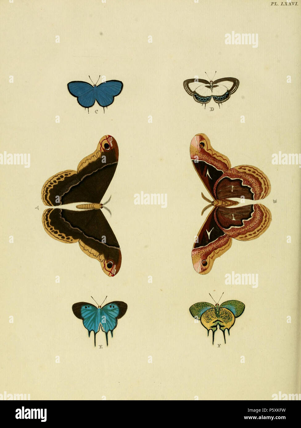 N/A. Piastra LXXVI A, B: "(Phalaena) Promethea" ( = Callosamia promethea), vedere Funet maschio. Femmina piastra piastra LXXV A, B C, D: '(Papilio) Cyanea' ( = Nacaduba cyanea, iconotype), vedere Funet E, F: '(Papilio) Imperialis' ( = Arcas imperialis , iconotype), vedere Funet . 1779. Pieter Cramer (1721 - 1776) e Caspar Stoll (tra 1725 e 1730 - 1791) 388 Cramer&amp;Stoll-uitlandsche kapellen vol. 1- La piastra 076 Foto Stock