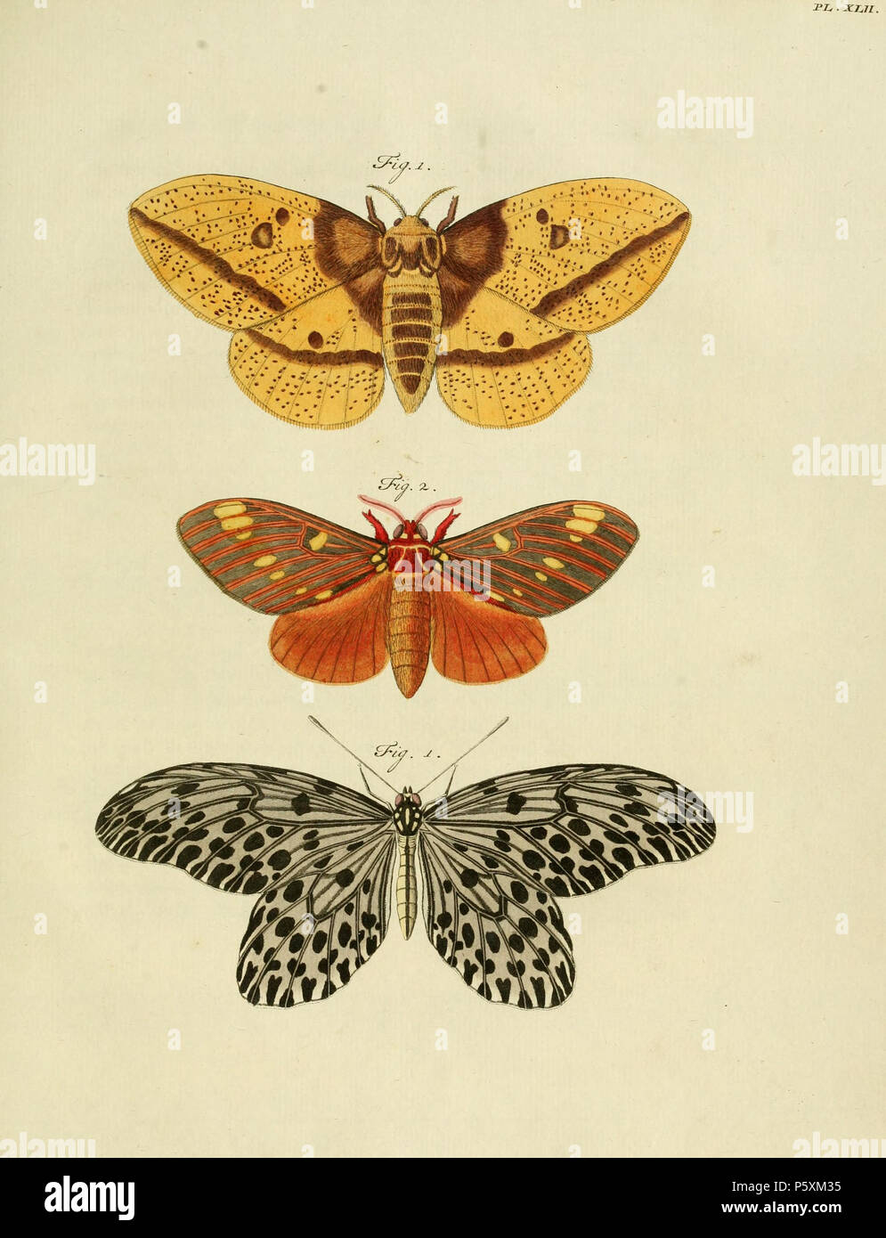 N/A. Piastra XLII Avvertimento: alcuni taxa/nomi potrebbero essere errati/eluse o collocato in un diverso genere. 1: Phal[aena][bomba yx] IMPERIALIS ( = Eacles imperialis (Drury, 1773), vedere Funet). Foto di farfalle e falene del Nord America. 2: Phal[aena] Attac[us] LAOCOONTE ( = Citheronia Laocoonte, vedere Global Lepidoptera indice dei nomi, NHM. Foto al codice a barre della vita anche sulla pl. 117 A, B, C. 1 (tip. Errore): Pap[ilio] Nymph[alis] Phal[eratus] IDEA ( = Idea idea (Linnaeus, 1763), vedere Funet). Foto presso la Bibliothèque de Rennes Métropole. Anche sulla pl. 193 A, B e sulla pl. 362 D. . 1779. Caspar Stoll ( Foto Stock