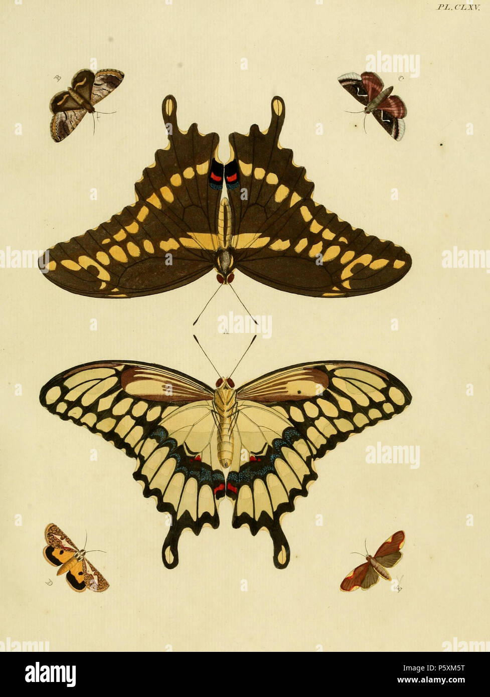 N/A. Piastra A CLXV: '(Papilio) Cresphontes' ( = Papilio cresphontes, iconotype), vedere Funet. Femmina. Maschio su piastra 166 fig. B B: '(Phalaena)' enfasi' ( = Acolasis' enfasi, iconotype), vedere il Global Lepidoptera indice dei nomi, NHM. C: '(Sphinx) Jota' ( = Anagrapha falcifera), vedere NHM, Global Lepidoptera indice dei nomi. Foto a Bugguide.net. D: '(Phalaena) Venulia' ( = Aegocera venulia, iconotype), vedere Funet. E: '(Phalaena) Onytes' ( = Trichromia onytes, iconotype), vedere Funet. Anche sulla piastra 234 G come '(Sphinx) Psamas'. . 1779. Pieter Cramer (1721 - 1776) e Caspar Stoll (tra 1725 e 1730 - 1791) Foto Stock