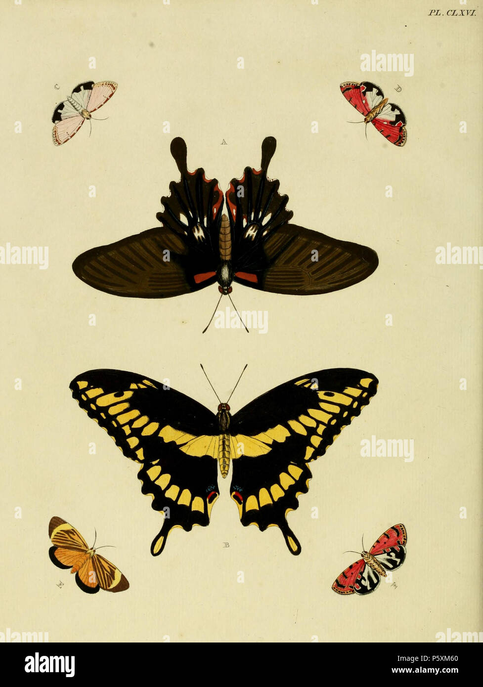 N/A. Piastra CLXVI A: '(Papilio) Alcanor' ( = Papilio memnon agenor ), vedere Funet. B: "(Papilio) Cresphontes' ( = Papilio cresphontes), vedere Funet. Maschio. Femmina su piastra 165 di fig. Una C, D (maschio), F (femmina): "(Phalaena) Ornatrix' ( = Utetheisa ornatrix), vedere Funet. E: '(Phalaena) Priverna' ( = Erbessa priverna, iconotype), vedere il Global Lepidoptera indice dei nomi, NHM. . 1779. Pieter Cramer (1721 - 1776) e Caspar Stoll (tra 1725 e 1730 - 1791) 389 CramerAndStoll-uitlandsche kapellen vol. 2- piastra 166 Foto Stock