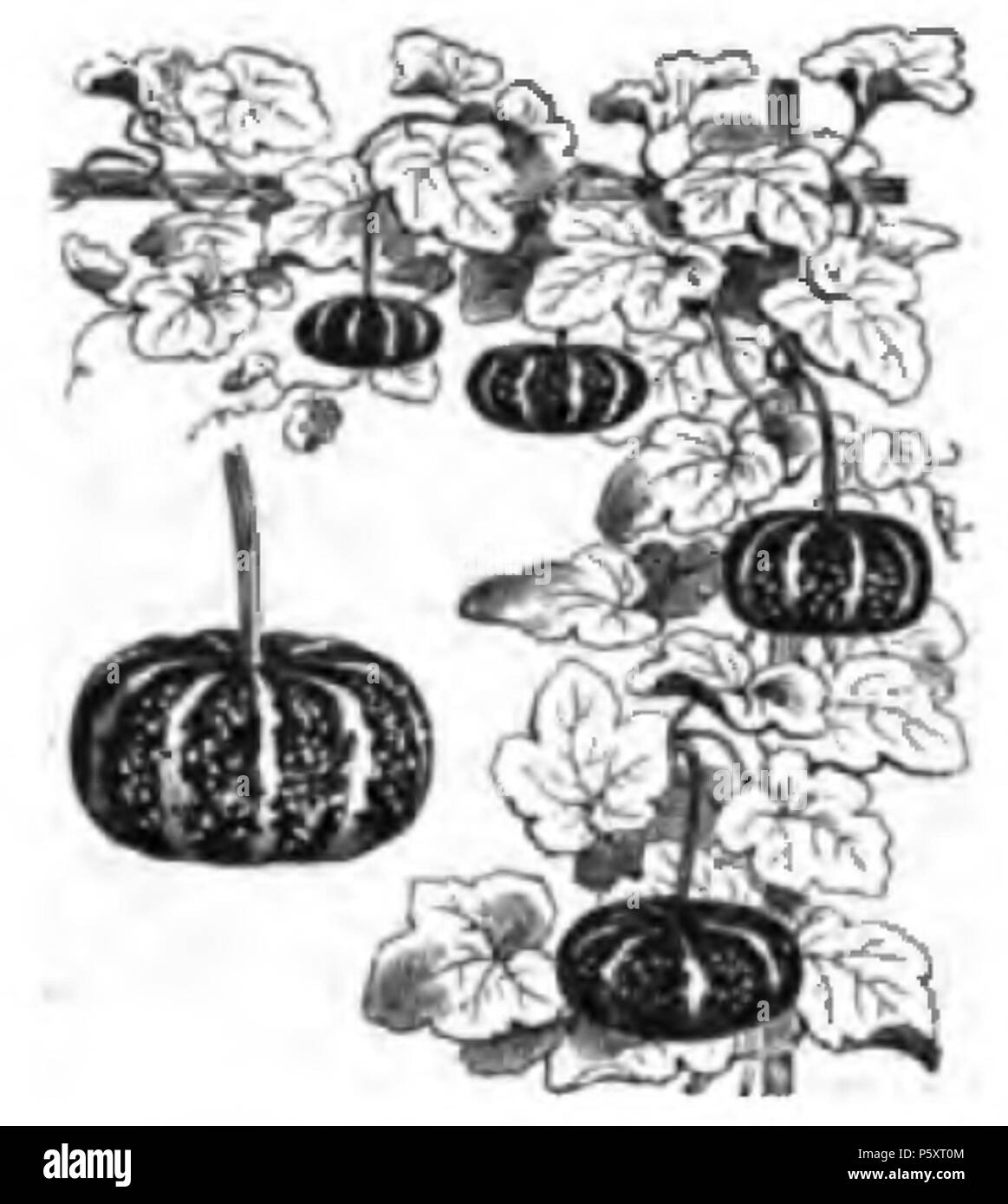 368 piastra Coloquinte rayée Vilmorin-Andrieux 1883 Foto Stock