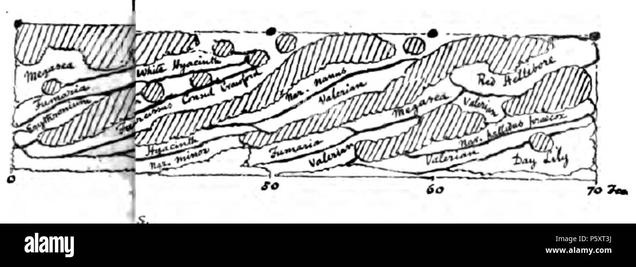 N/A. eština: nárt v knize colore nel giardino fiorito, autor pravdpodobn Gertrude Jekyll, autor neuveden. Il 31 marzo 2012. sconosciuto, rilasciato 1908, neznámý, vydáno: 1908 368 colore nel giardino fiorito10 Foto Stock