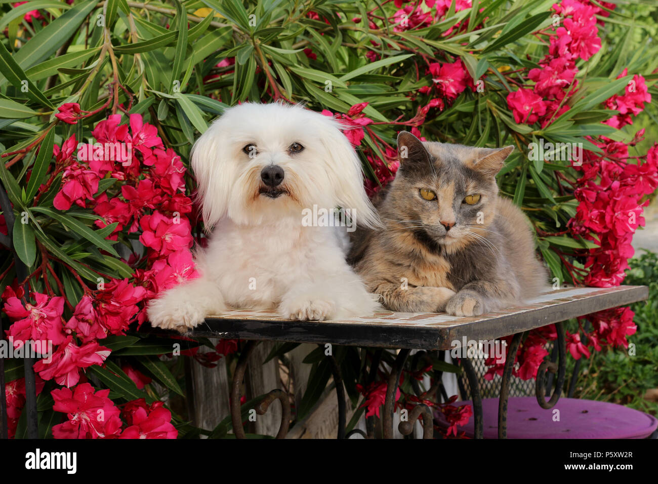 Il maltese del cane e del gatto domestico (tortie) giacente insieme in giardino Foto Stock