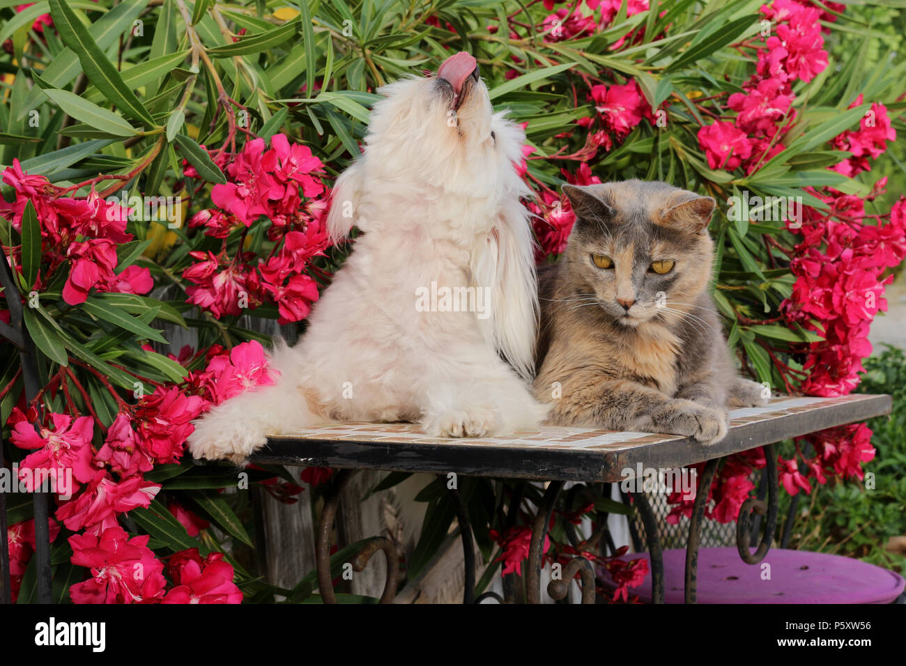 Il maltese del cane e del gatto domestico (tortie) giacente insieme in giardino Foto Stock