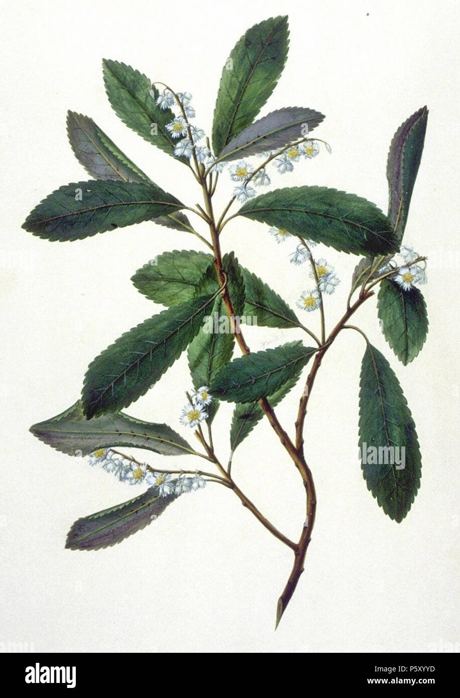 N/A. Elaeocarpus dentatus (Elaeocarpaceae), Hnau tree, Nuova Zelanda. Tra il 1768 e il 1771. Frederick Polydore Nodder 503 ElaeocarpusDentatus Foto Stock