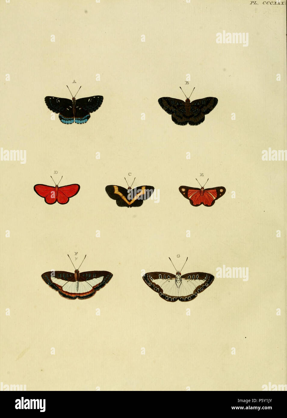 N/A. Piastra CCCXXXV Avvertimento: alcuni taxa/nomi potrebbero essere errati/eluse o collocato in un diverso genere. A, B: "(Papilio) Thersander' ( = Calydna thersander (Stoll, 1780), iconotype, vedere NHM, Global Lepidoptera indice dei nomi). C: '(Papilio) Ouranus' ( = Notheme erota erota (Stoll, [1780]), vedere Funet). Foto di farfalle dell America. Anche sulla pl 276 G come '(Phalaena) Erota'. D, E: '(Papilio) Epaphus' ( = Mesene epaphus (Stoll, [1780]), iconotype, vedere Funet). Foto di farfalle dell America. F, G: '(Papilio) Lamis" ( = Juditha azan majorina (Westwood, [1851]), vedere Funet). Foto a Butterf Foto Stock
