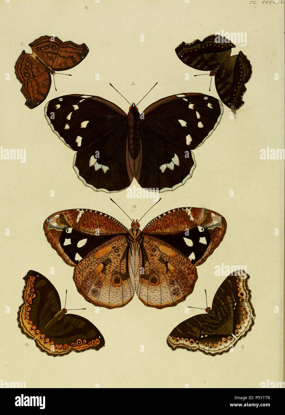 N/A. Piastra CCCLXXIV Avvertimento: alcuni taxa/nomi potrebbero essere errati/eluse o collocato in un diverso genere. A, B: "(Papilio) Anaxarete' ( = Dynastor dario anaxarete (Cramer, [1776]), vedere Funet). Foto di farfalle dell America. Nella descrizione in Francese come 'Anaxareta' anche sulla pl. 95 A, B, C, D: '(Papilio) Ida" ( = Junonia hedonia ida) (Cramer, [1775]), vedere Funet). Foto a Semarang Lepidoptera Web. Femmina. Maschio su pl. 42 C, D. Anche sulla pl. 69 C, D come '(Papilio) Hedonia'. E, F: '(Papilio) Hedonia' = Junonia hedonia, vedere C, D. . 1779. Pieter Cramer (1721 - 1776) e Caspar Stoll (tra 17 Foto Stock